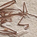 Oldest known bat fossils discovered in Wyoming are a previously unknown species